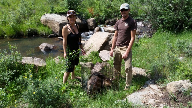 Kate Lundquist and Kevin Swift live trapping beaver in Colorado