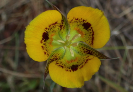 Coastal prairie flower