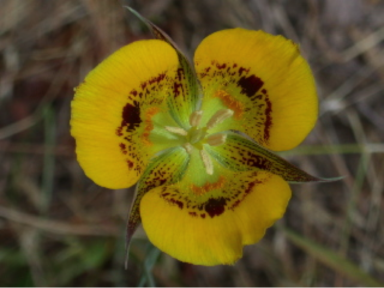 Coastal prairie flower