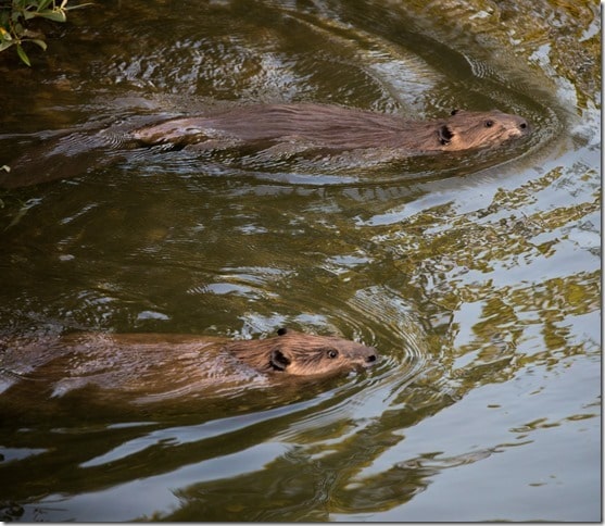 The Beaver