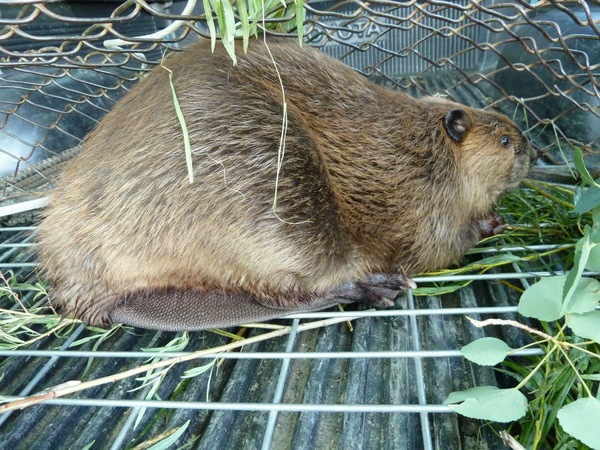 Beaver Photo by Kate Lundquist