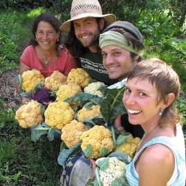 Gardeners and cauliflower_web