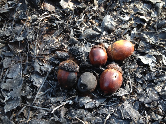 prescribed fire - acorns