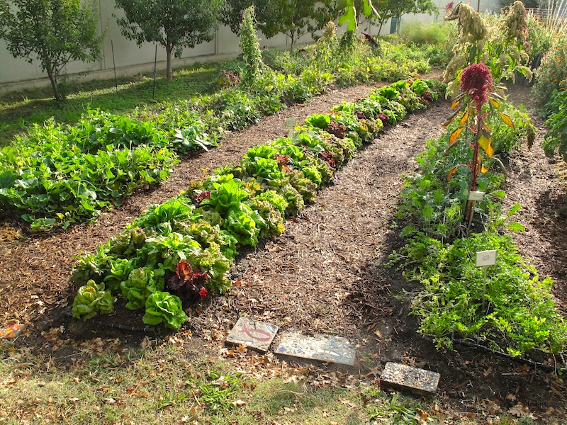 Food For Thought garden