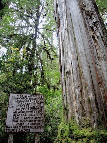 Trail and signage in a grove of Old Growth Alerce (Fitzroya cupressoides). Photo: Brock Dolman.