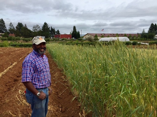 farm crops wheat