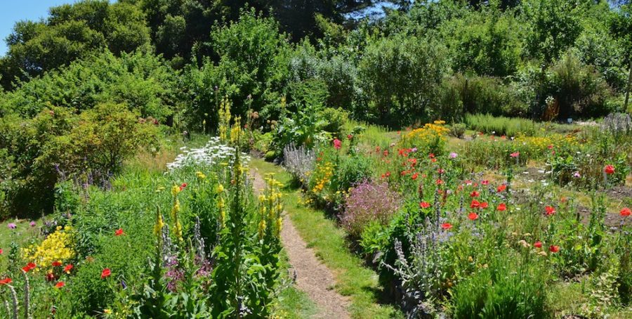 Mother Garden Biodiversity & Nursery - Occidental Arts & Ecology Center