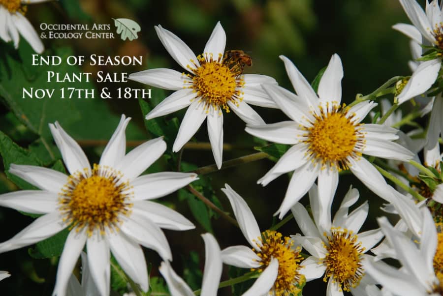 Nursery End Of Season Clearance 11 17 18 Occidental Nursery End Of Season Clearance 11 17 18