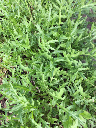 arugula sylvetta - Occidental Arts & Ecology Center