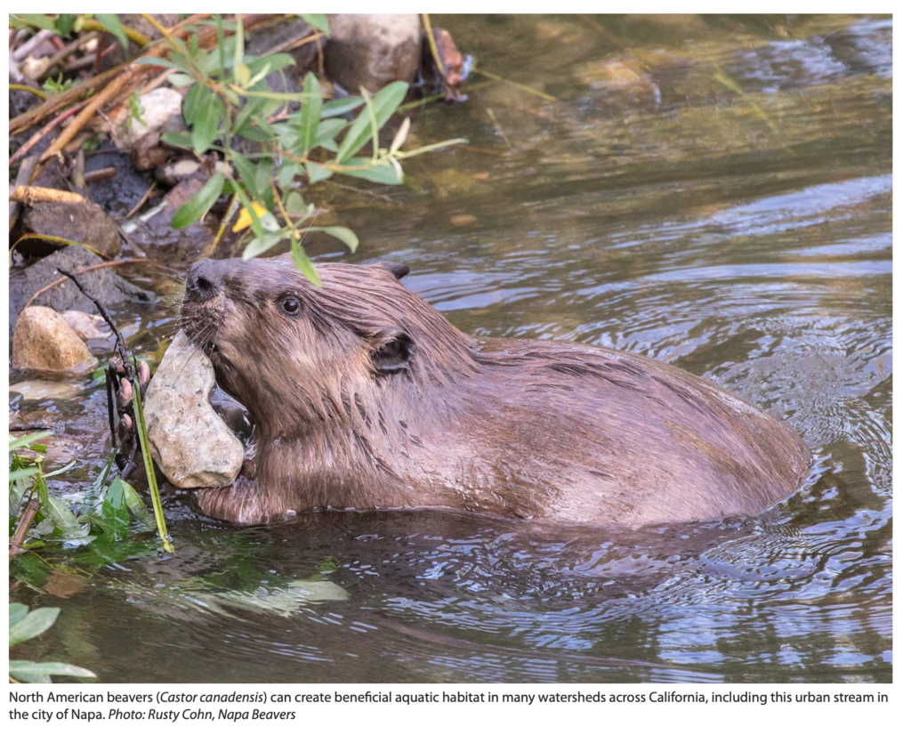 OAEC Makes a Splash in Restoration Journal - Occidental Arts & Ecology ...