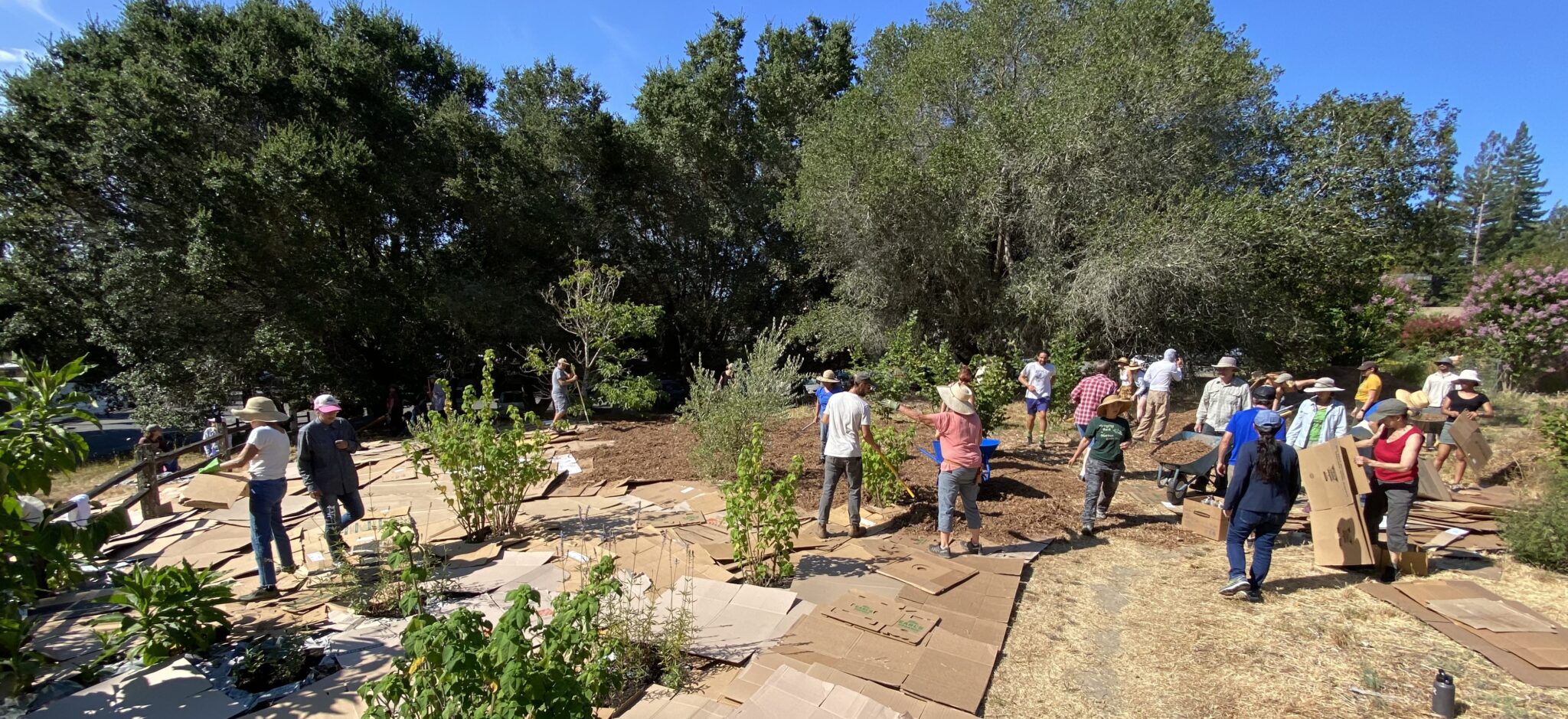 Abundant Food Forests