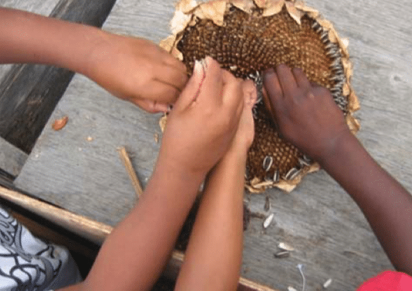 School Garden hands