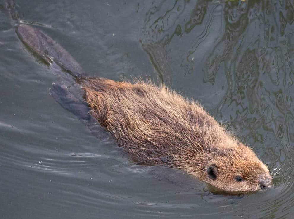 Swimming beaver
