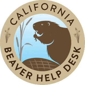 Beaver Logo color_nobg