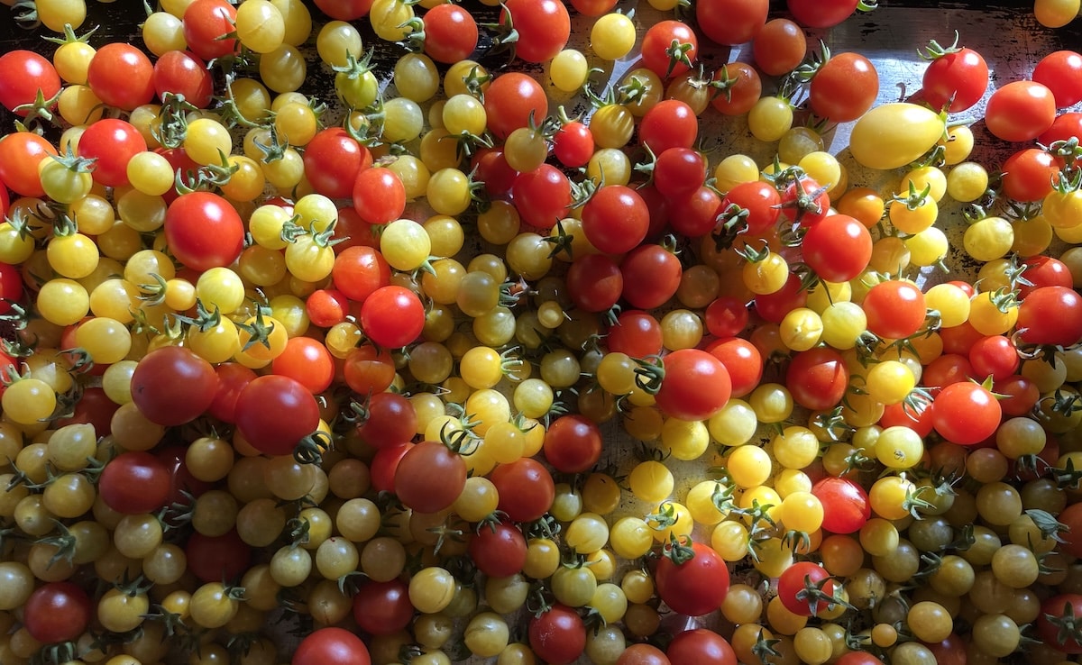 Tomatoes